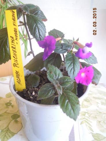 Pulcherrima.jpg