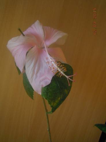 DSCN6233.JPG