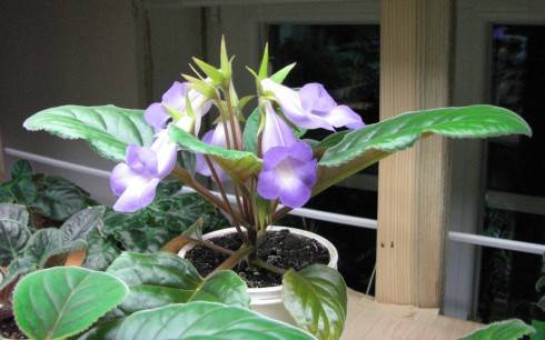 Sinningia speciosa Brasilia.jpg