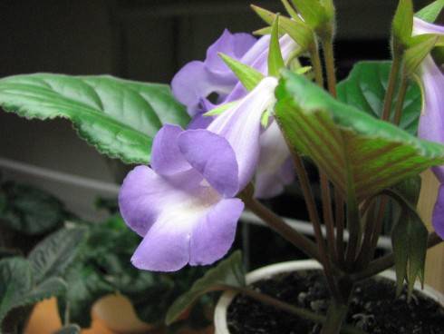 Sinningia speciosa Brasilia..jpg