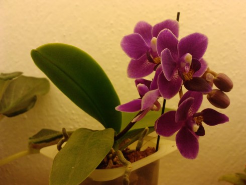 mini phal.jpg (68.15 KiB) Zobrazeno 34070 x mini phal.jpg