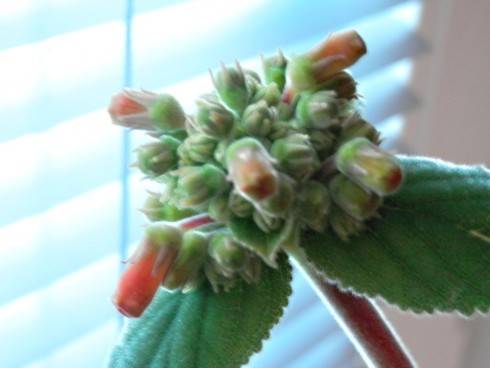 Sinningia insularis.jpg