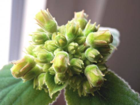 Sinningia insularis.jpg