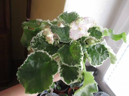 Buckeye Irish Lace.jpg