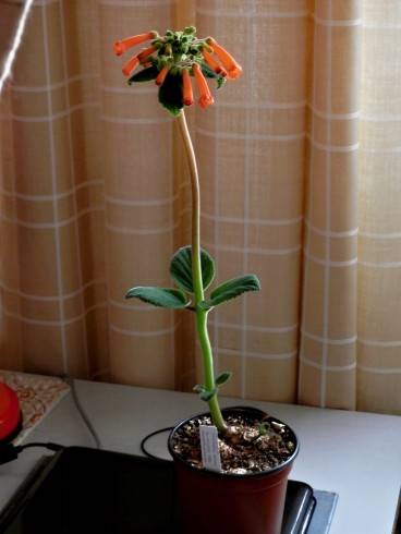Sinningia insularis.jpg