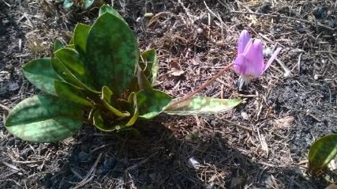 kandík 21.3.2015.jpg