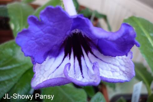 JL-Showy Pansy.jpg