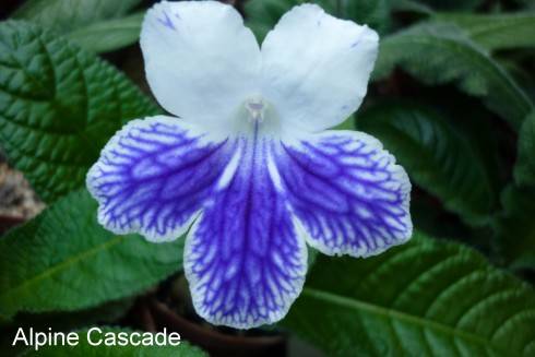 Alpine Cascade.jpg