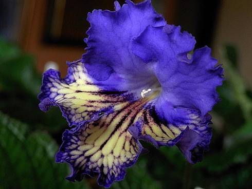 JL-Blue Butterfly.jpg