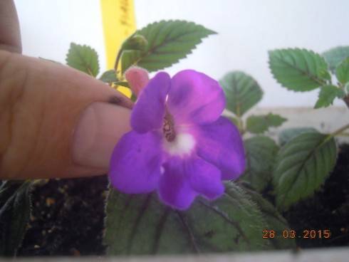 DSCN7463.JPG