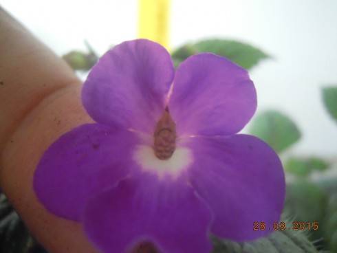 DSCN7453.JPG