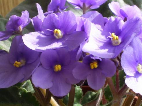 Elsa.jpg