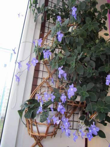 Streptocarpus saxorum.jpg