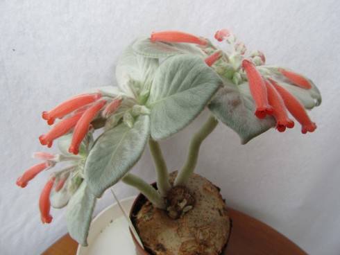 Sinningia leucotricha.jpg
