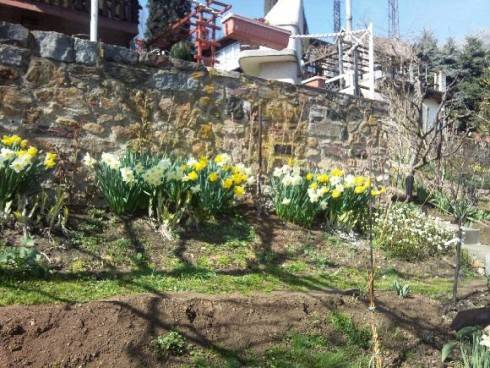 narcisky 30.3.2015.jpg