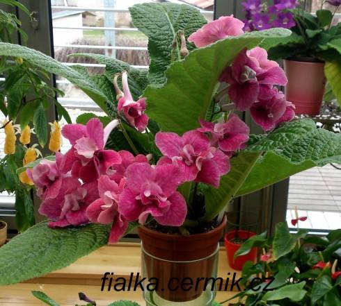 Ruffled Rose.jpg