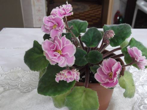 EK–Liubasha.jpg