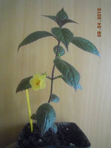 Yellow Beauty.jpg