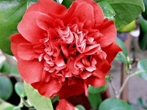 Althaeiflora.jpg