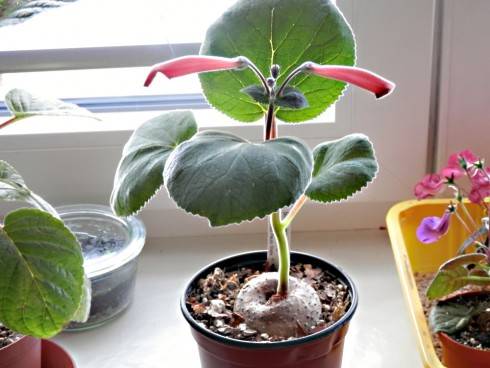 Sinningia iarae.jpg