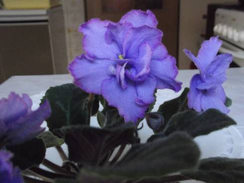 EK–Goluboglazaia  Rossiia.jpg