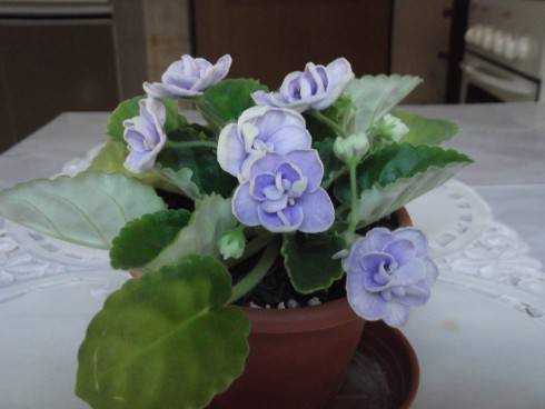 Blue Victoria.jpg