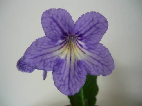 Disa.jpg