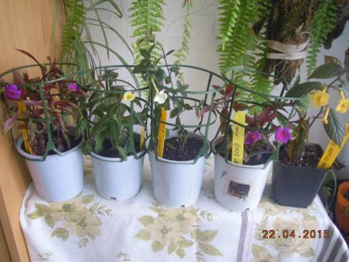 DSCN8337.JPG