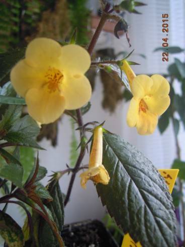 Yellow Beauty.jpg
