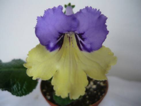 Harlequin Blue.jpg