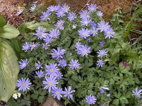Anemone blanda.jpg