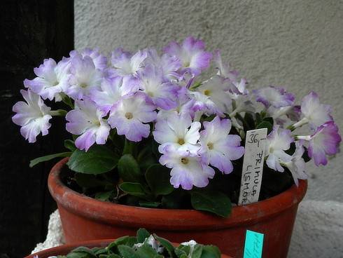 Primula allionii Lismore.jpg