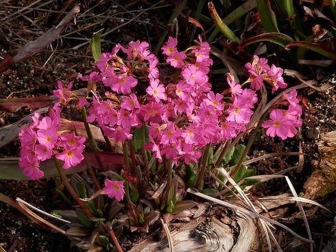 Primula rosea.jpg