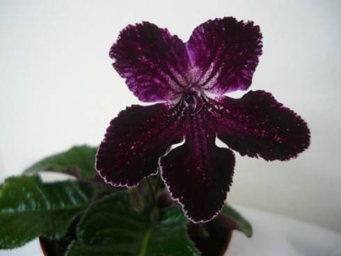 Bristol's Black Cherry.jpg