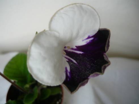 Harlequin Sapphire.jpg