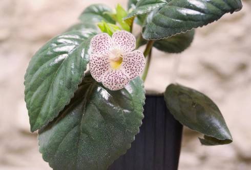 Sinningia guttata.jpg