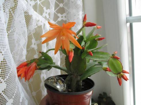 volorkakt 030420153.jpg