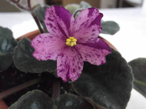 EK-Krokus Vesennii.jpg