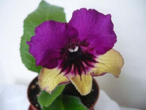 Harlequin Purple.jpg