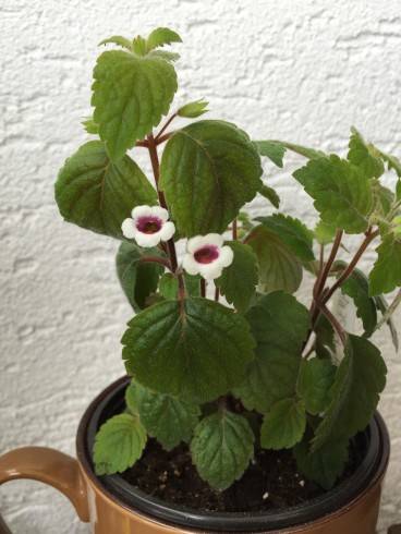 Achimenes misera.jpg