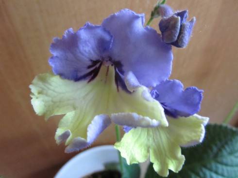 Harlequin Blue.jpg