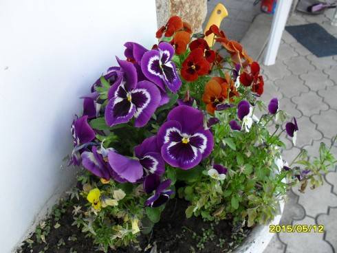 SDC10047.JPG