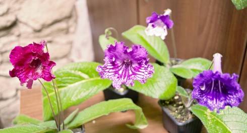 Seedlings 2015.jpg