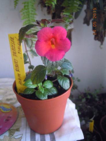DSCN9295.JPG
