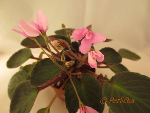 Pink Fly.jpg
