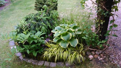 hakonechloa.JPG