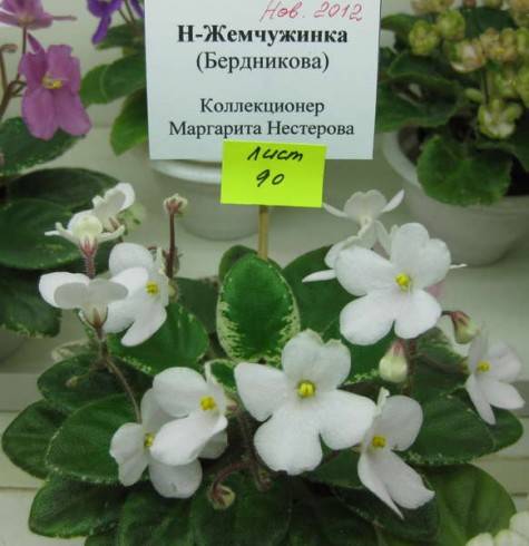 N-Zhemchuzhinka.jpg