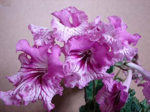 Anna Sui.jpg