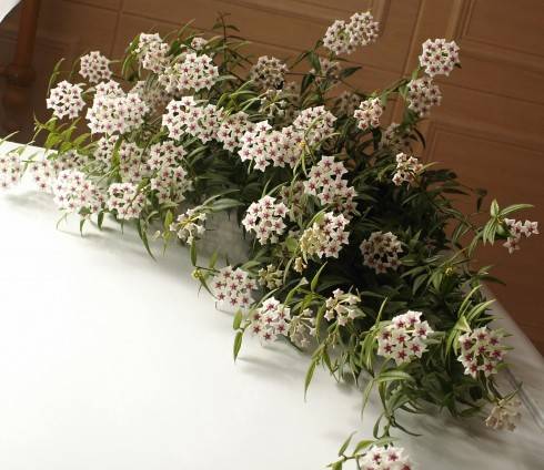 Hoya bella 2015.JPG