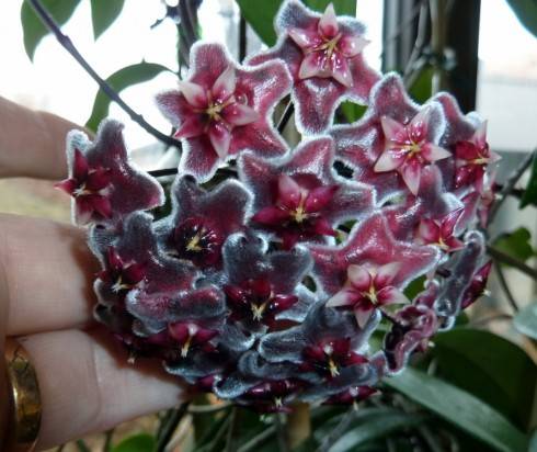 Hoya pubicalyx Royal Hawaiian Purple.jpg